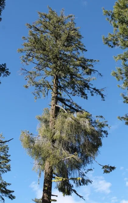 Witch's brooms caused by Douglas fir dwarf mistletoe. Source: Terry Henkel
