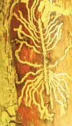 Douglas Fir Pole Beetle Gallery. Source: Karen Ripley, WA Dept of Natural Resources