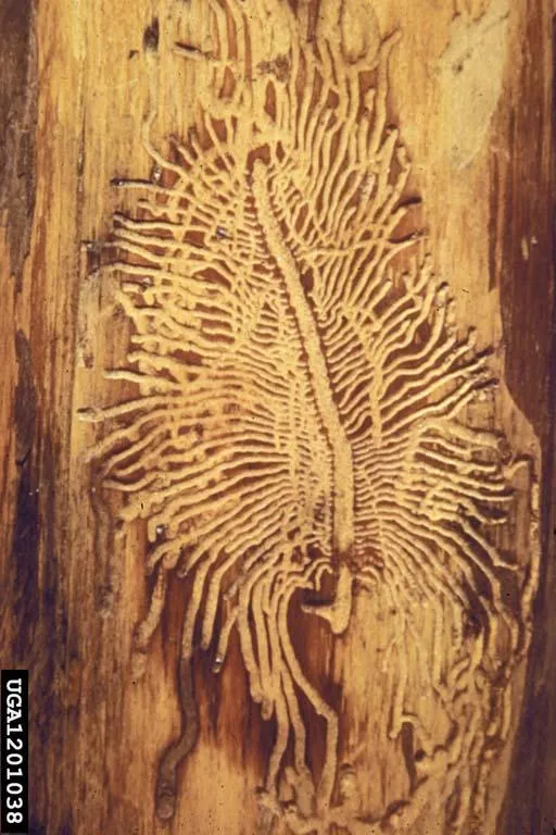 Douglas Fir Engraver Beetle Gallery. Source: Karen Ripley, WA Dept of Natural Resources