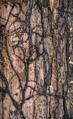 Close-up of Armillaria rhizomorphs. Source: Terry Henkel