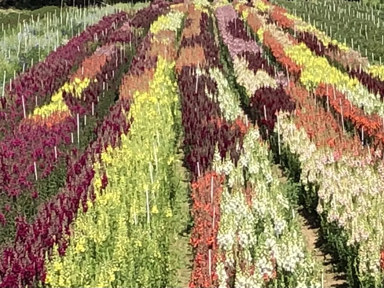 Is it a photo or a painting -Interesting phe.