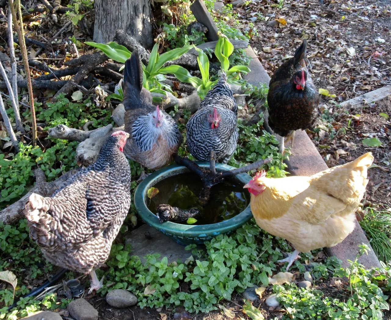 #2 Free range chickens