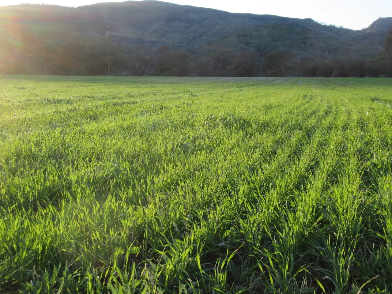 # 1 Sunset on Sonora wheat
