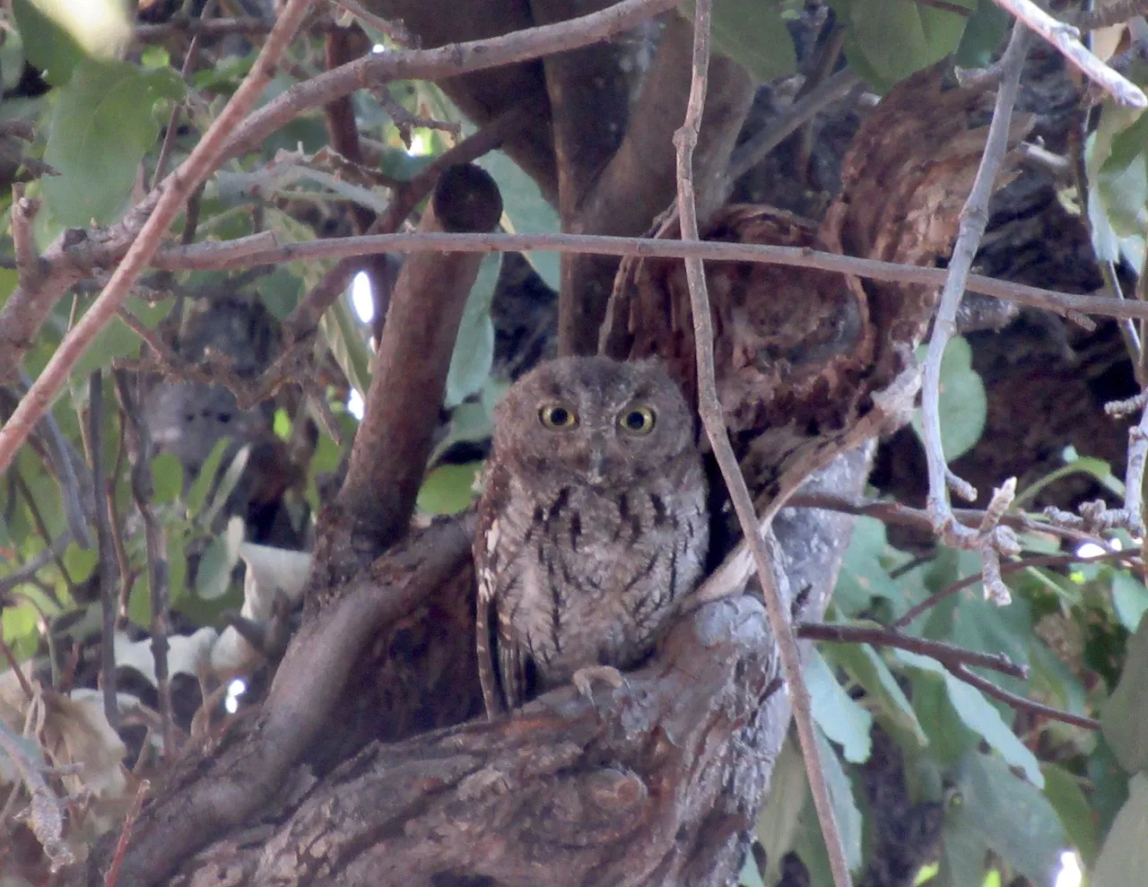 #4 Western Screech Owl