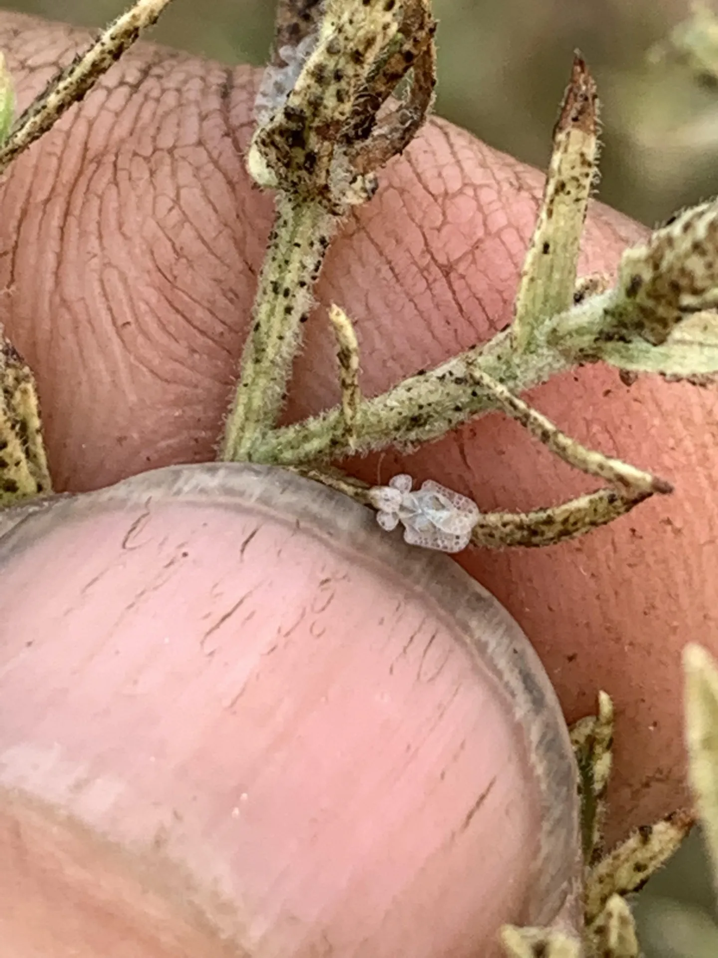 Lace Bug, Native Lover