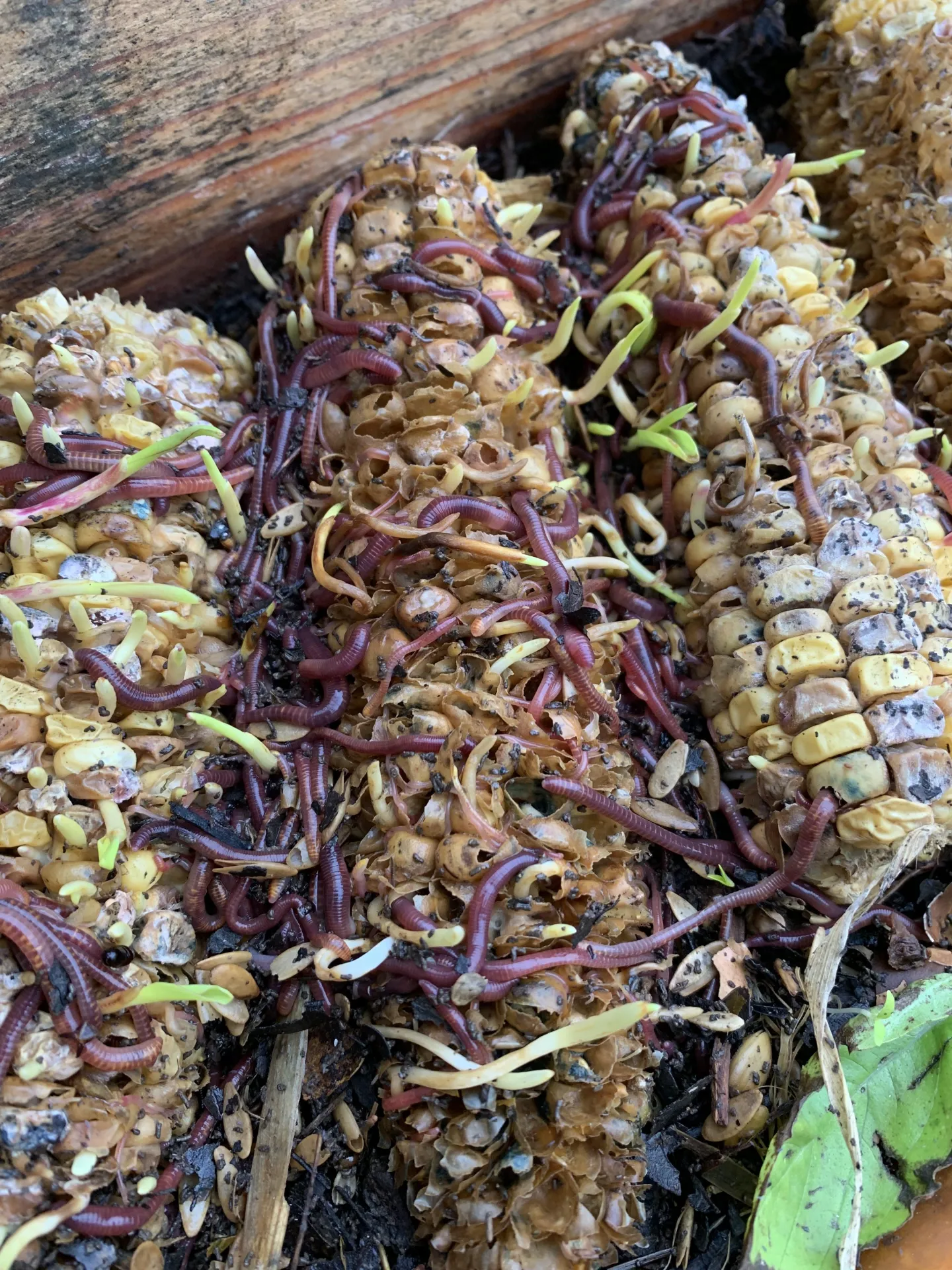 Worms ate my corn!!!