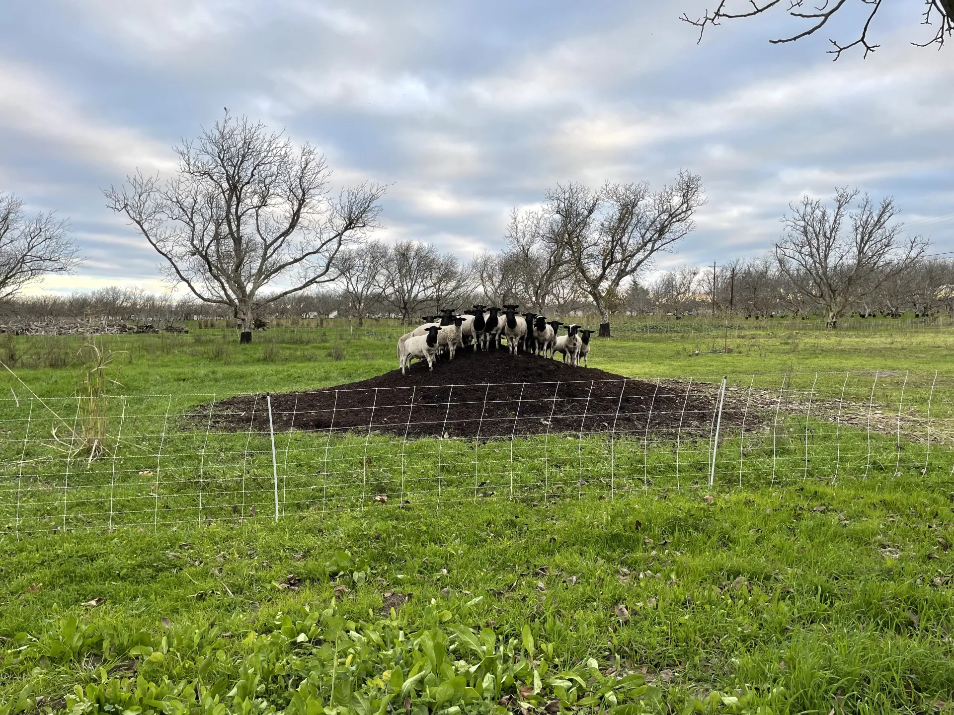 Sheep on Compost Pile