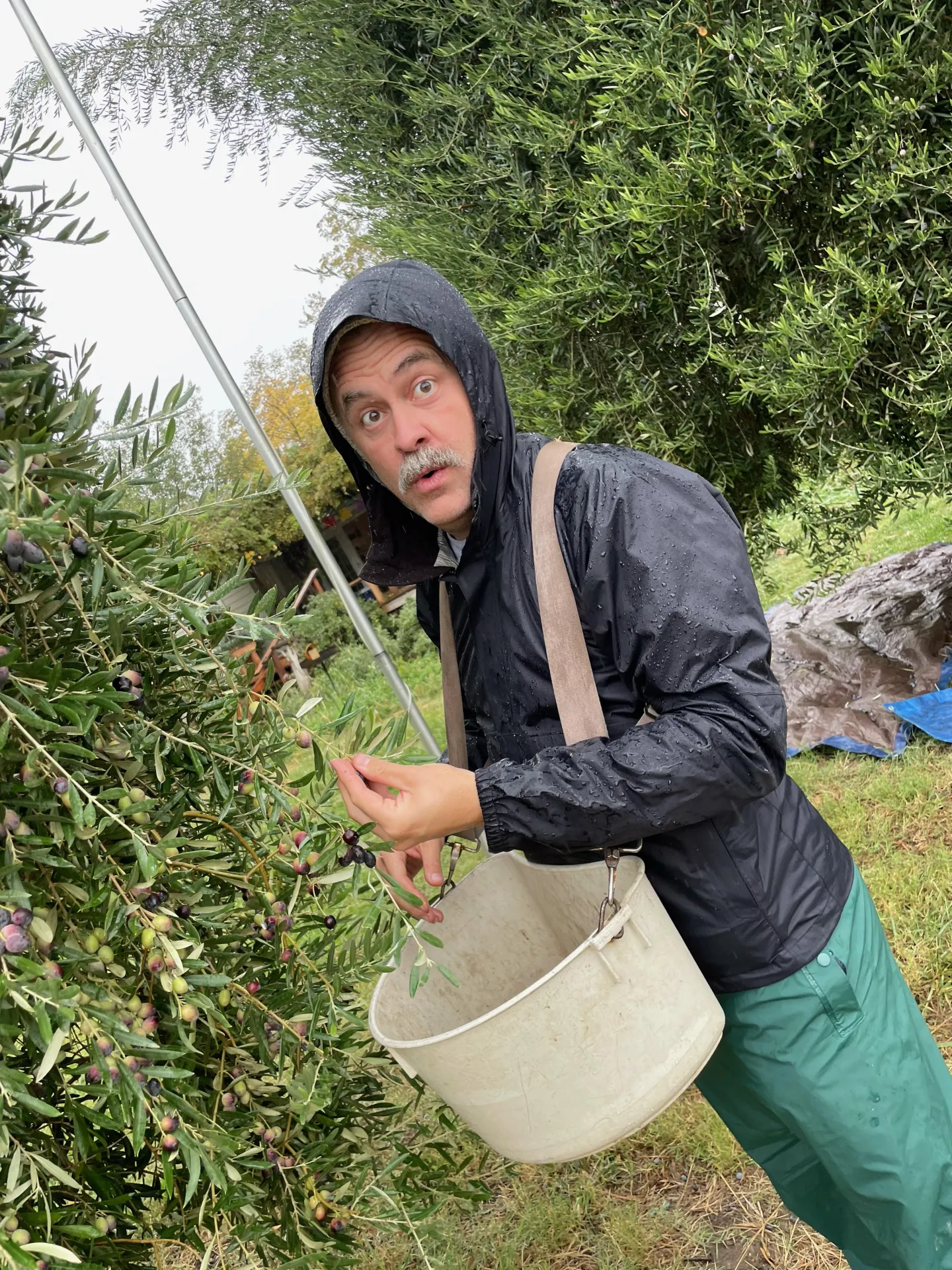 Charlie surprises himself with his olive picking skills!