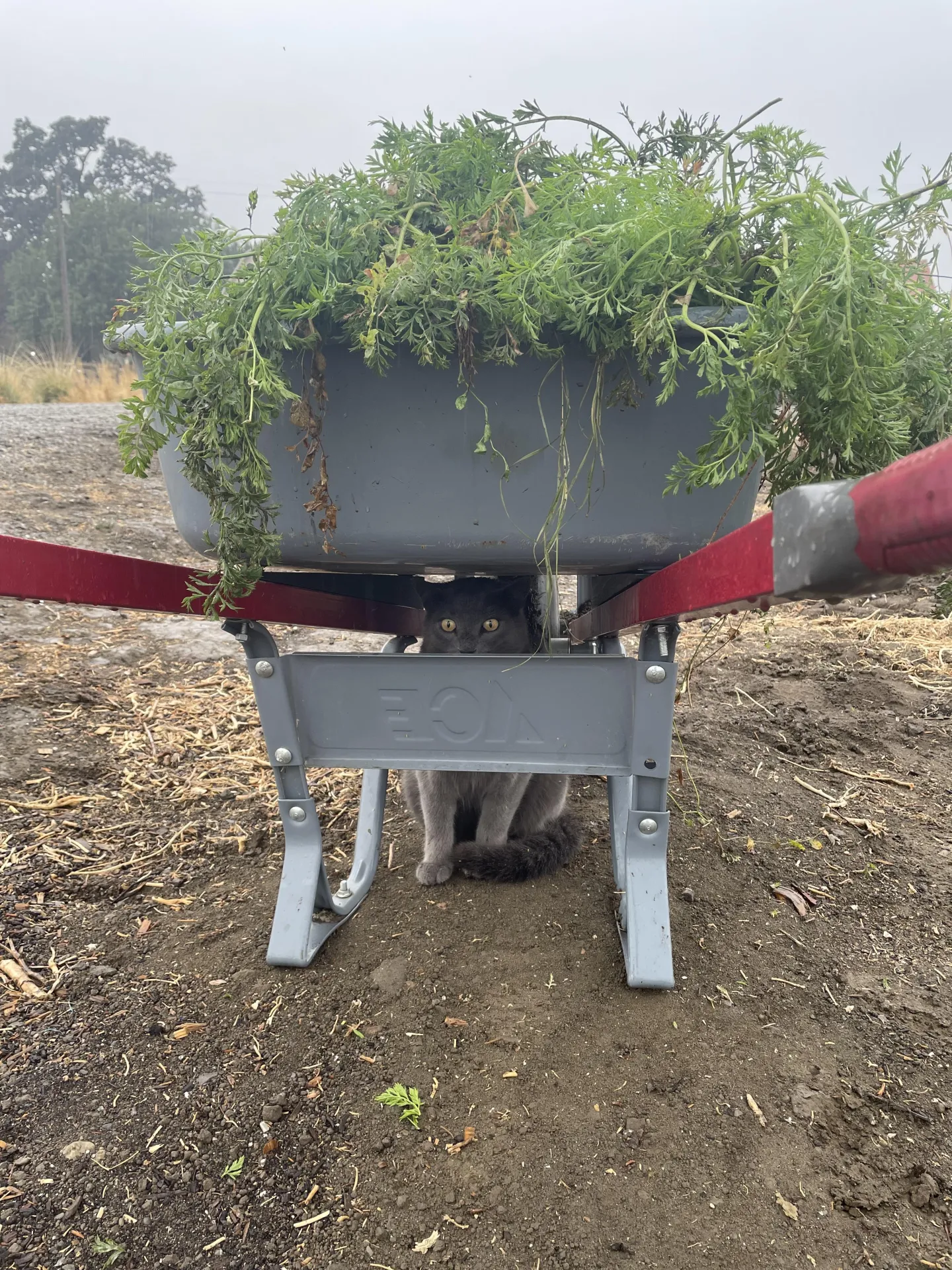 I dont like the rain