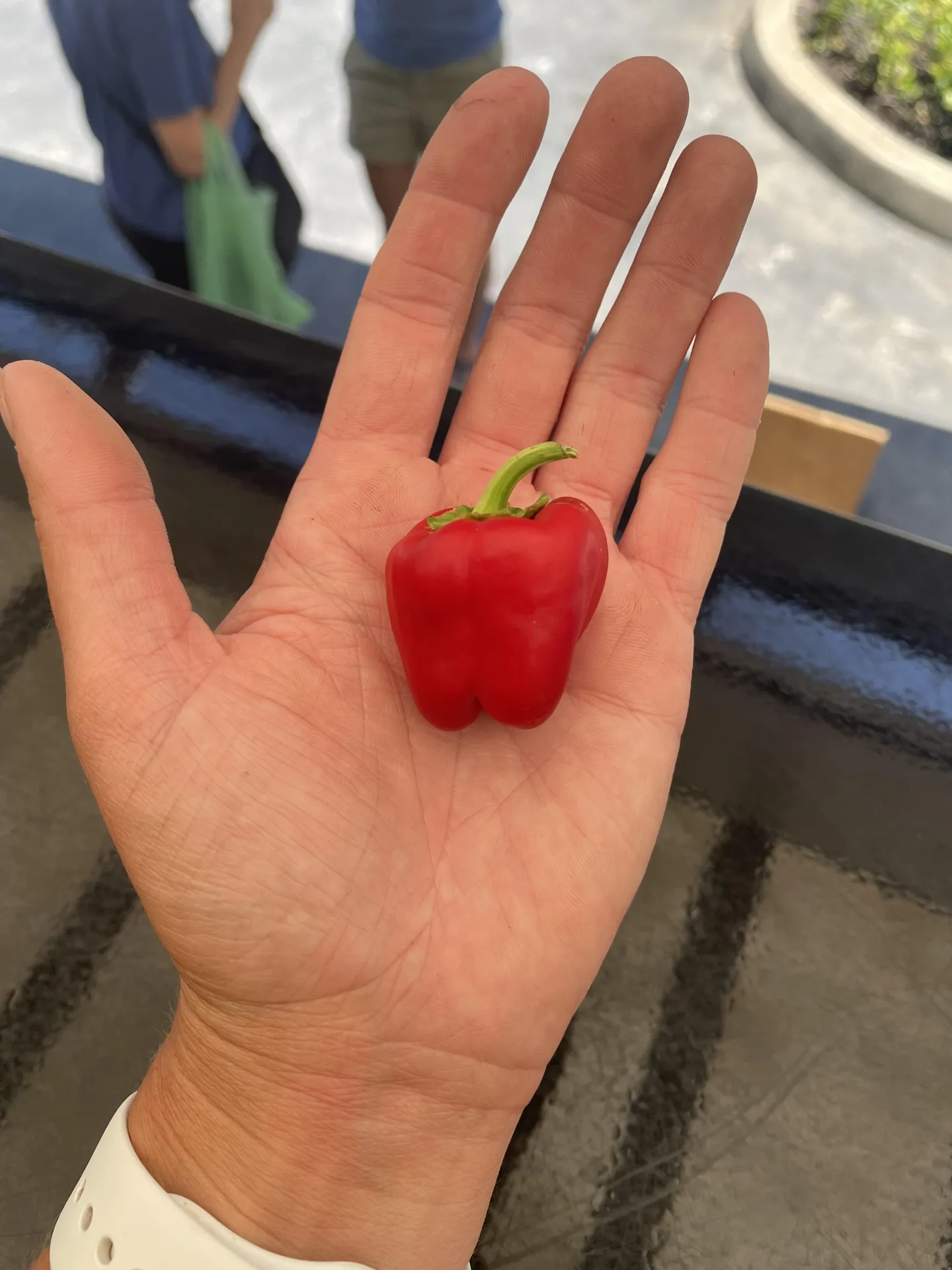 Tiniest Pepper