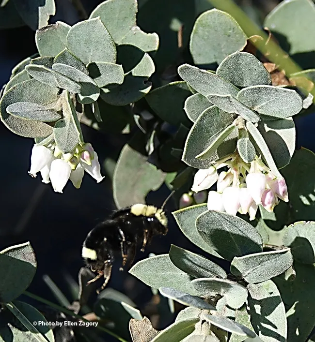 This is the image of Bombus vosnesenskii that Ellen Zagory captured in the UC Davis Arboretum and Public Garden.