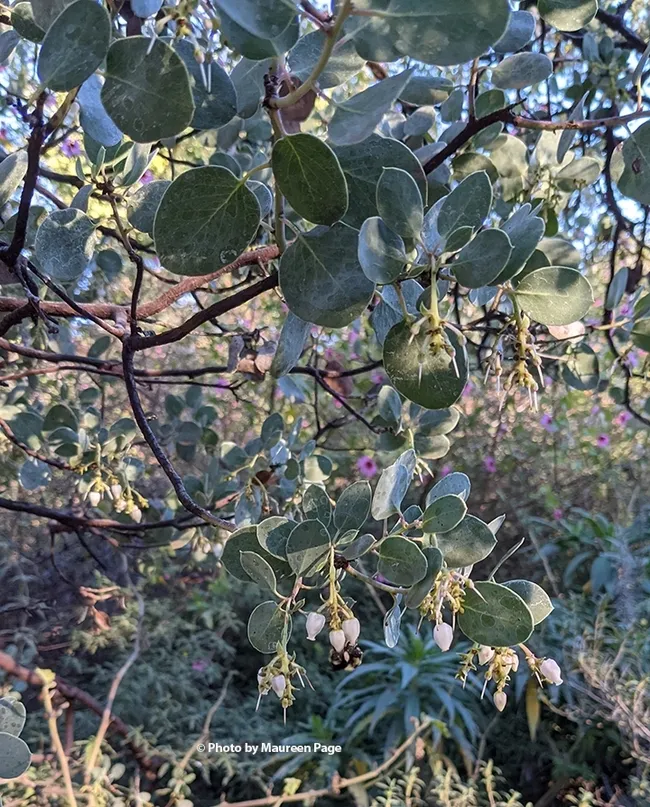 This is the cell phone image of Bombus melanopygus that Maureen Page took in the UC Davis Arboretum and Public Garden.