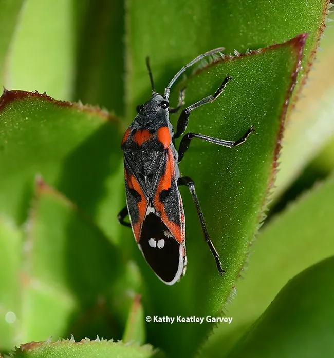 A colorful milkweed bug, Oncopeltus fasciatus, sunning itself on a succulent on Jan. 2, 2022 in Vacaville, Calif. (Photo by Kathy Keatley Garvey)