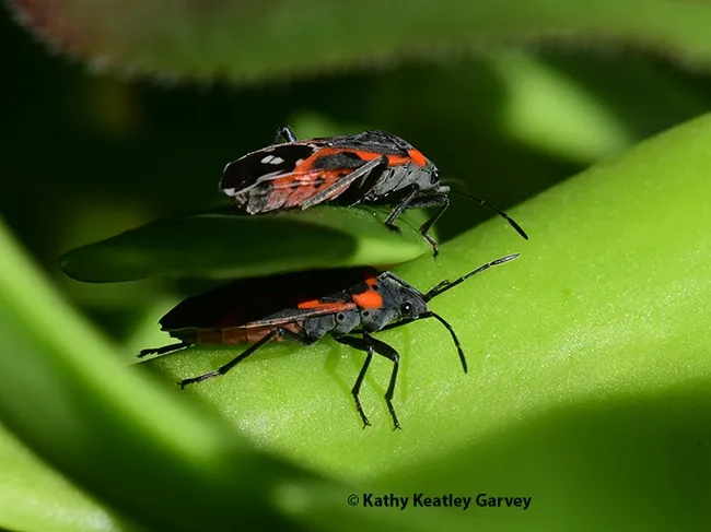 Warmth of the January sun and these milkweed bugs are getting all of it. (Photo by Kathy Keatley Garvey)