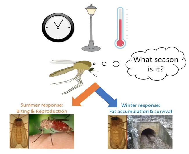 An illustration from Megan Meuti's presentation.