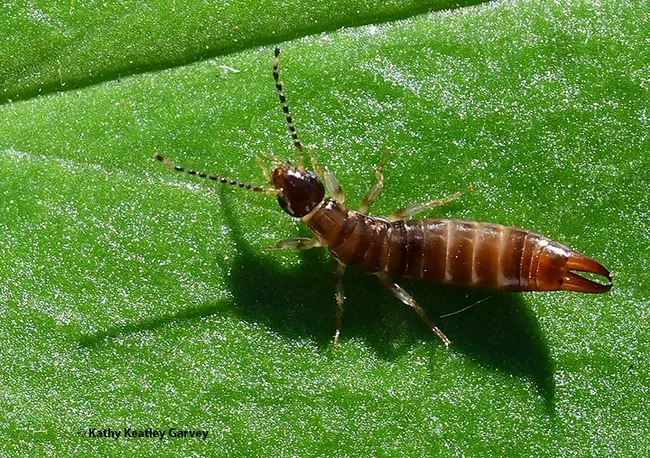 This earwig was beneath a garden sculpture in a Vacaville garden. (Photo by Kathy Keatley Garvey)