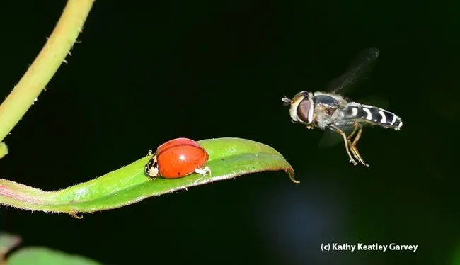 A syrphid fly, a female Scaeva pyrastri, hovers over an Asian lady beetle (Harmonia axyridis). (Photo by Kathy Keatley Garvey)