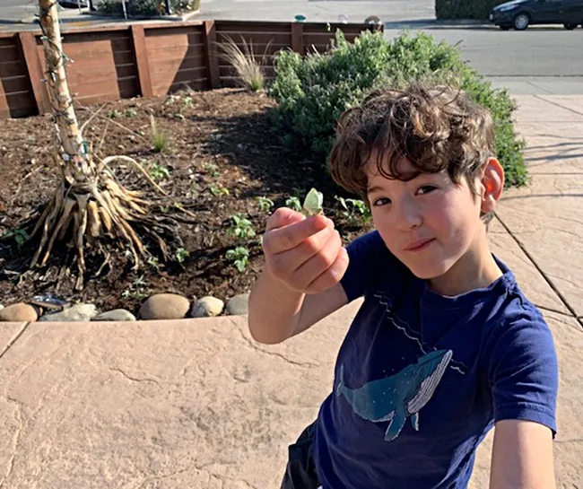 Asher Schneider, 8, of Davis, holds his "runner-up" cabbage white butterfly.