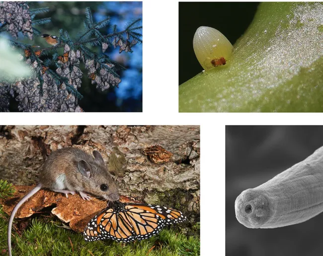 These are some of the illustrations that Niels Groen will use at his UC Davis seminar.