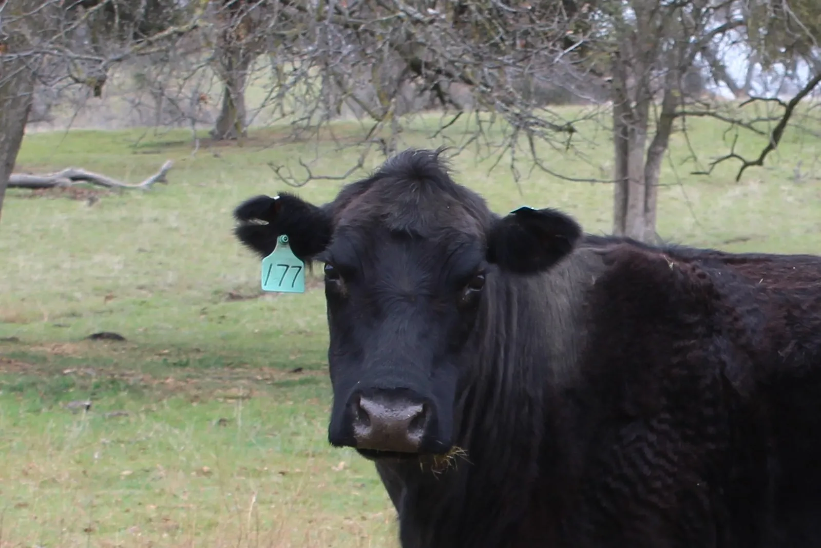 Livestock and Range Research