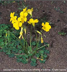 Copyright 2007 The Regents of the University of California.