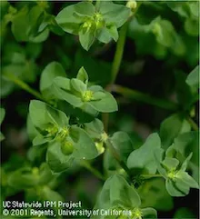 UC Statewide IPM Project copyright 2001 Regents, University of California