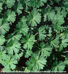 Copyright 2007 The Regents of the University of California