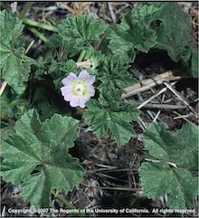 Copyright 2007 The Regents of the University of California