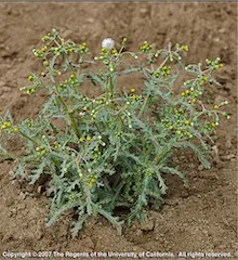 Copyright 2007 The Regents of the University of California