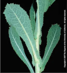 Copyright 2007 The Regents of the University of California