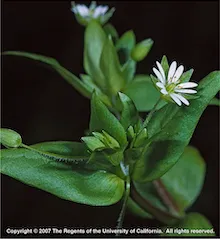 Copyright 2007 The Regents of the University of California