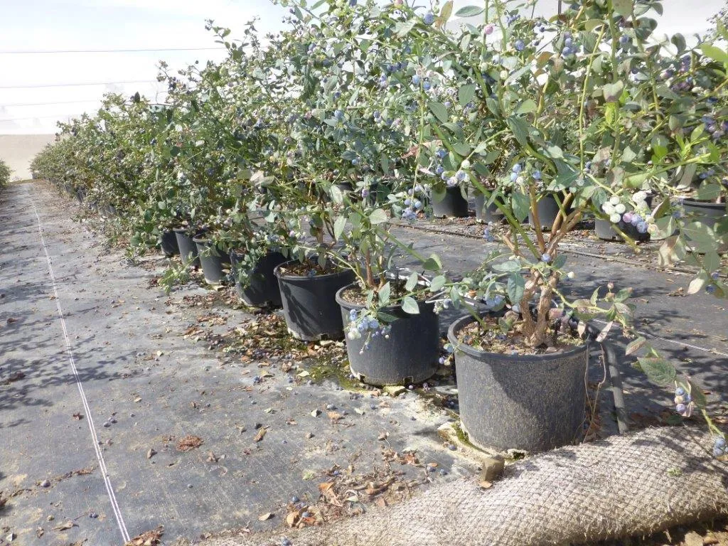 blueberries in pots 2 (1)