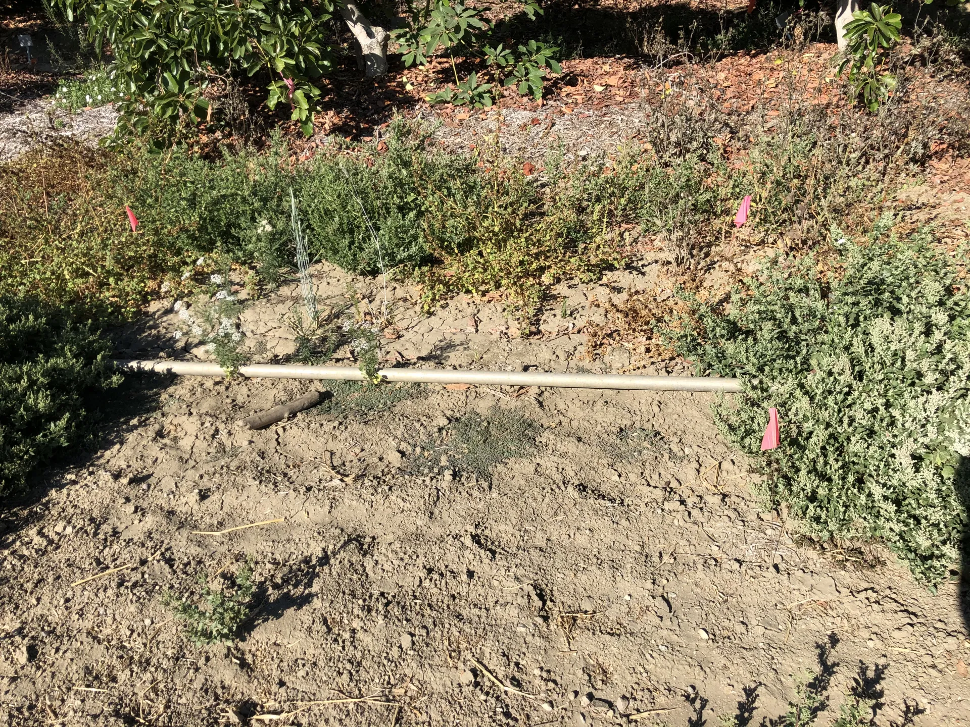 avocado herbicide glyphosate 2 months later (1)