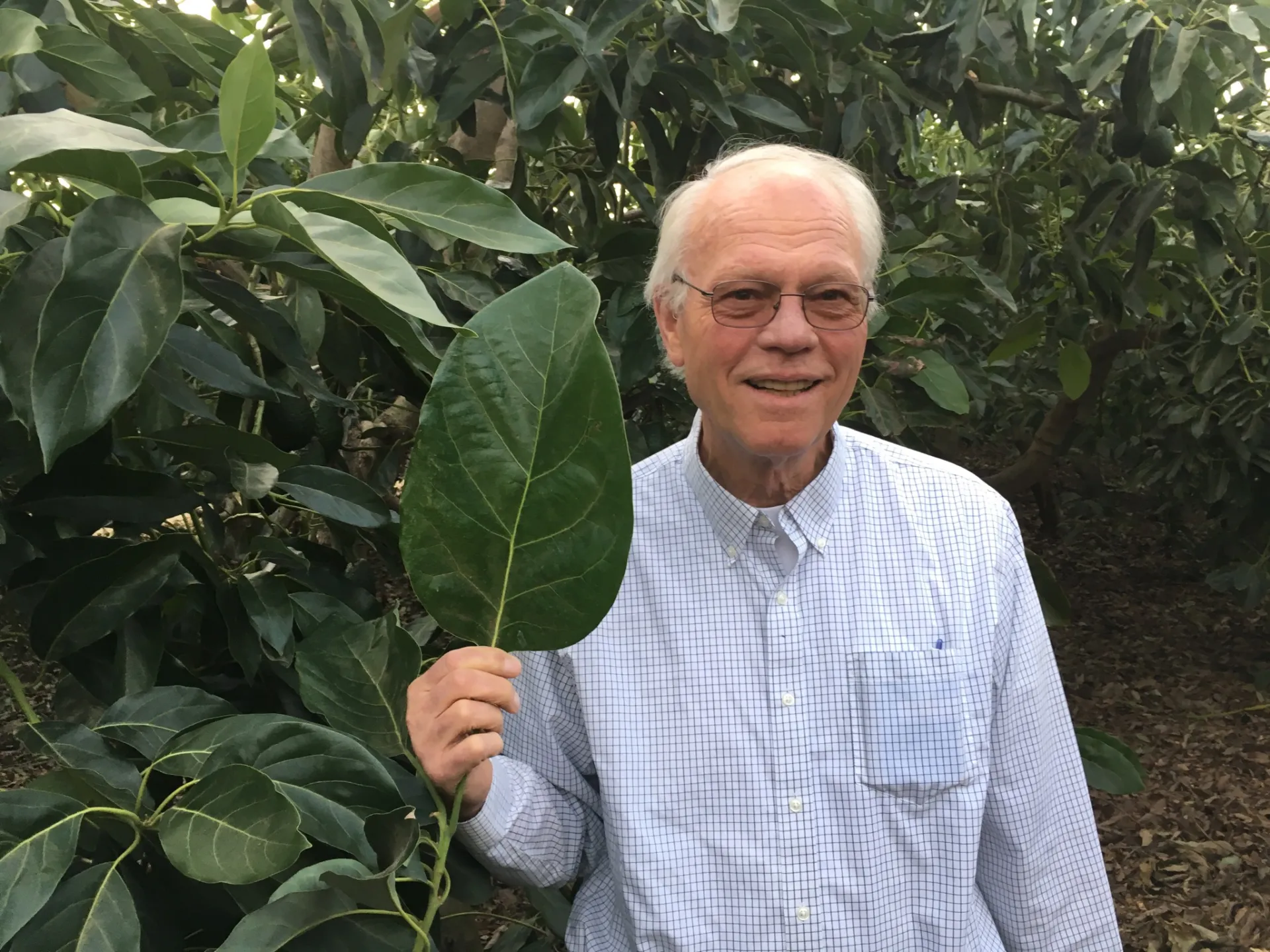 avocado big leaf homrone (1)