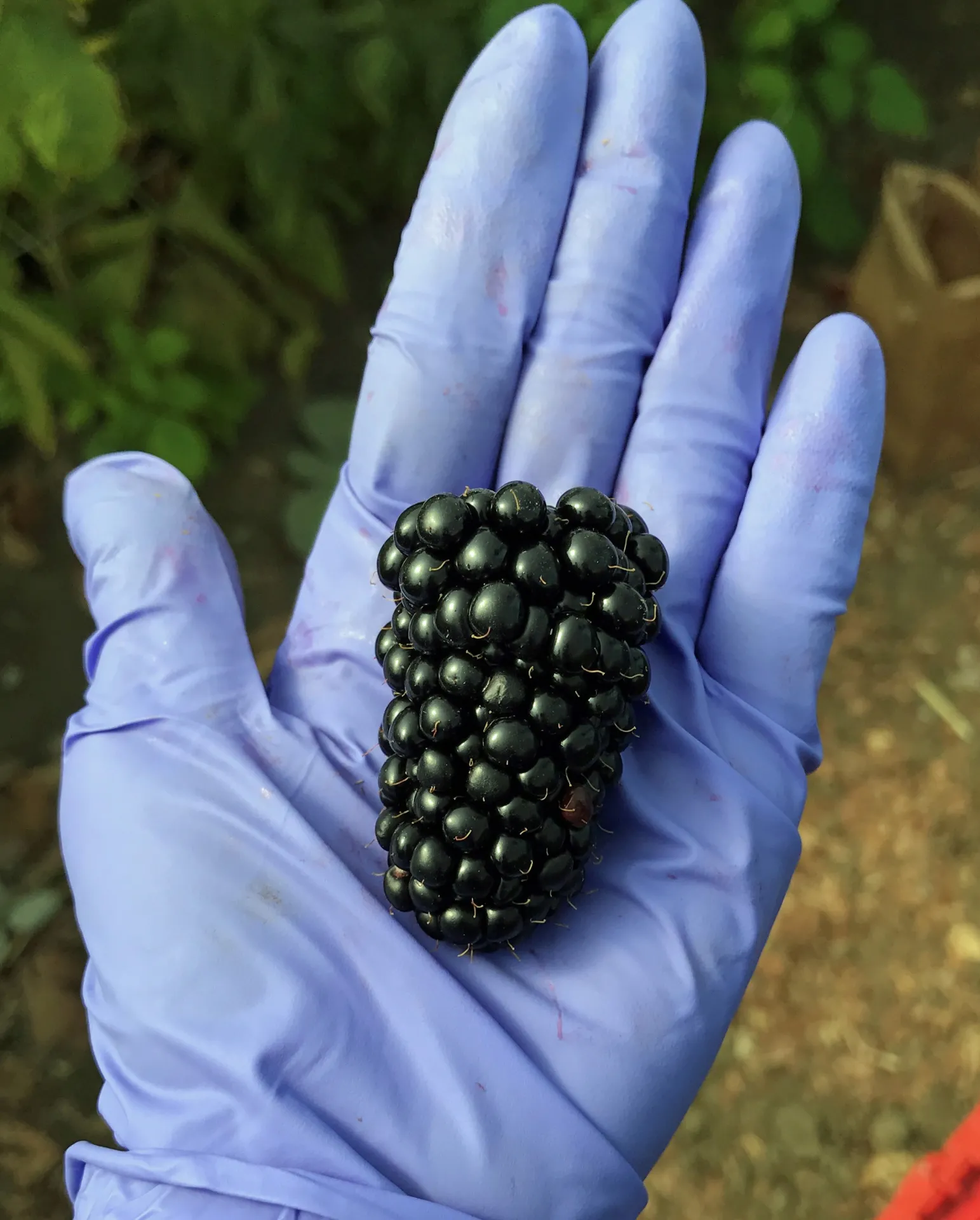 25g Prime-Ark45 blackberry on hand (1)