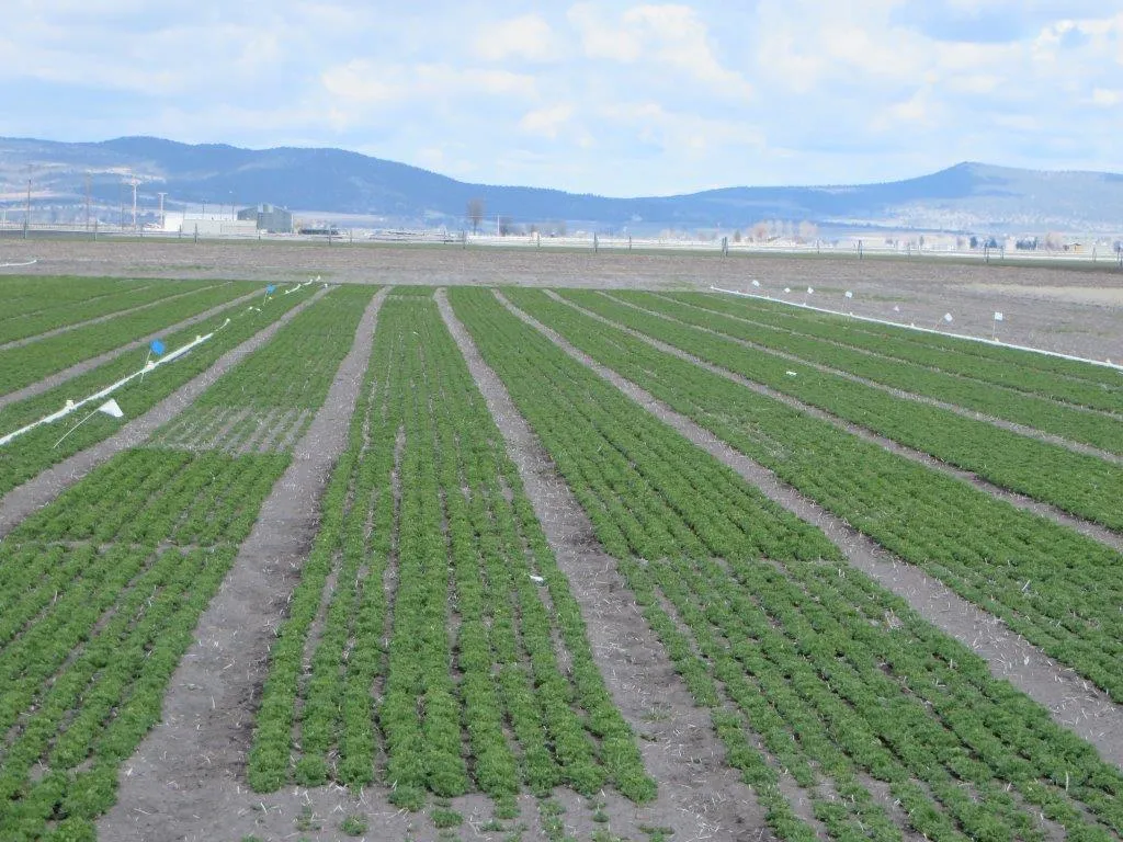 TulelakeVarieties2 (1)