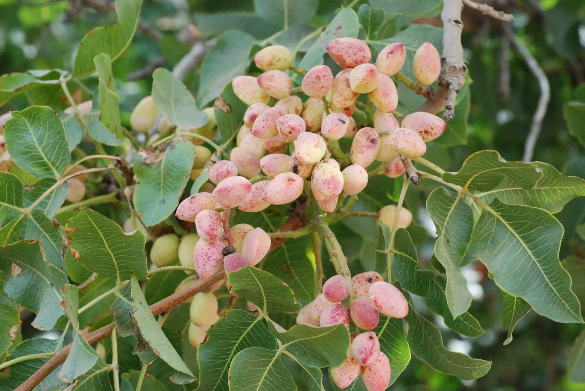 Nice cluster(healthy) Sep 2010 DSC_0060 (1)
