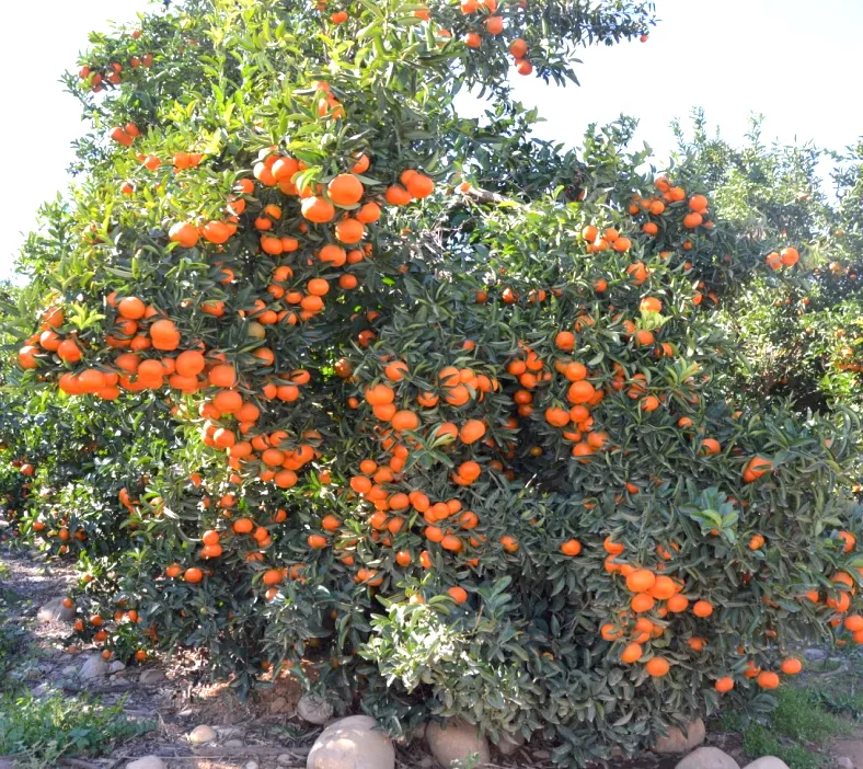 Productive Tree2 (1)