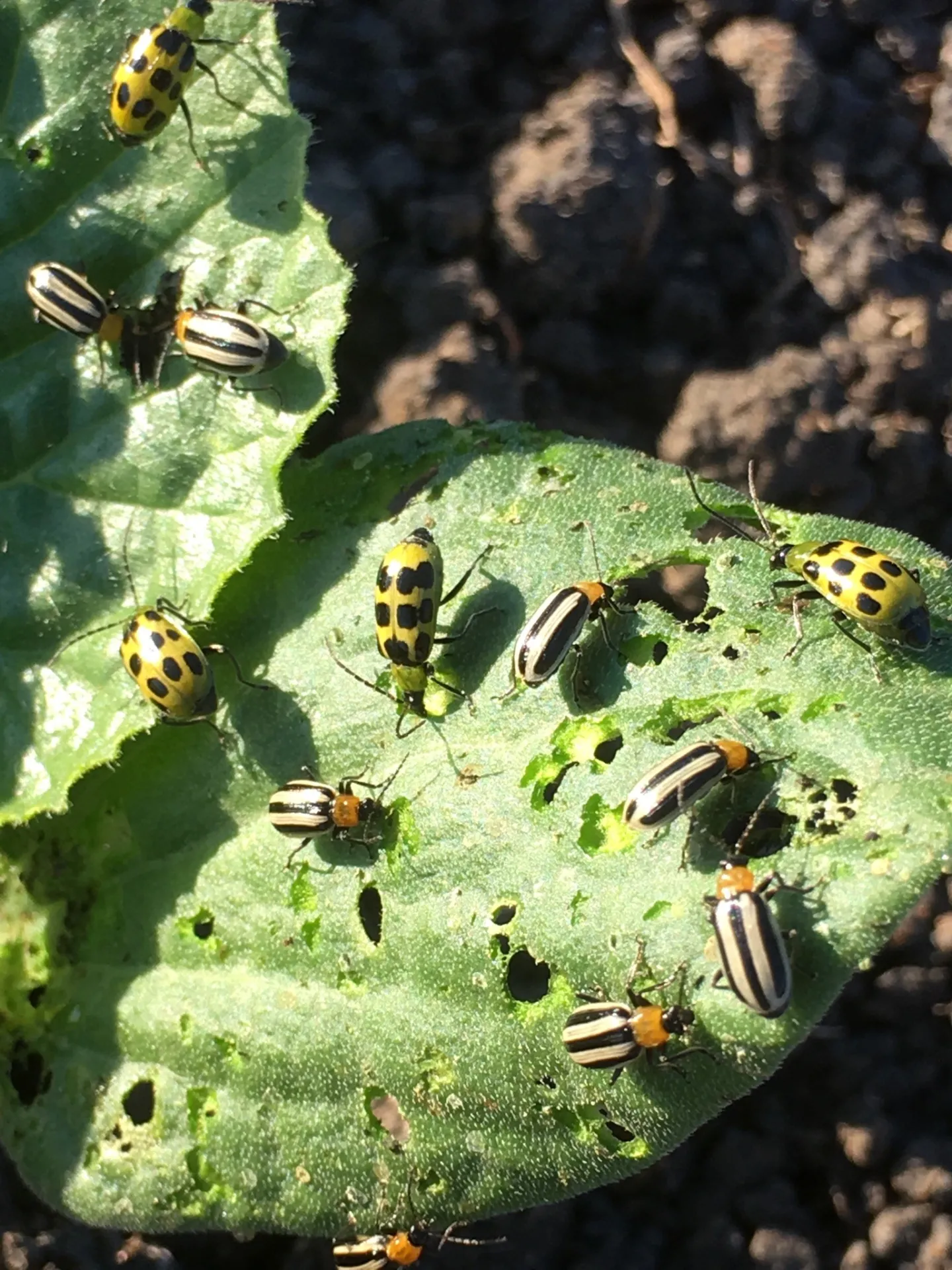 CBs on pumpkin 060420