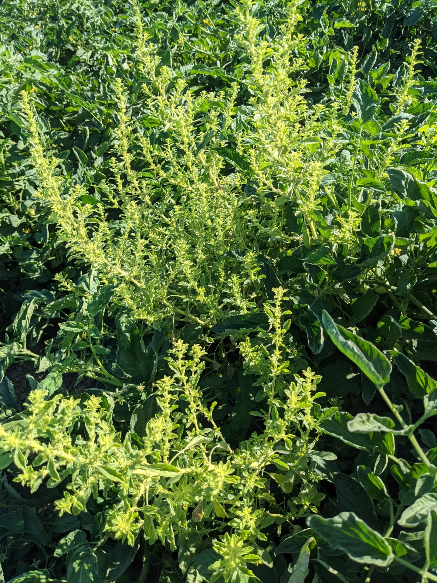 Pigweed