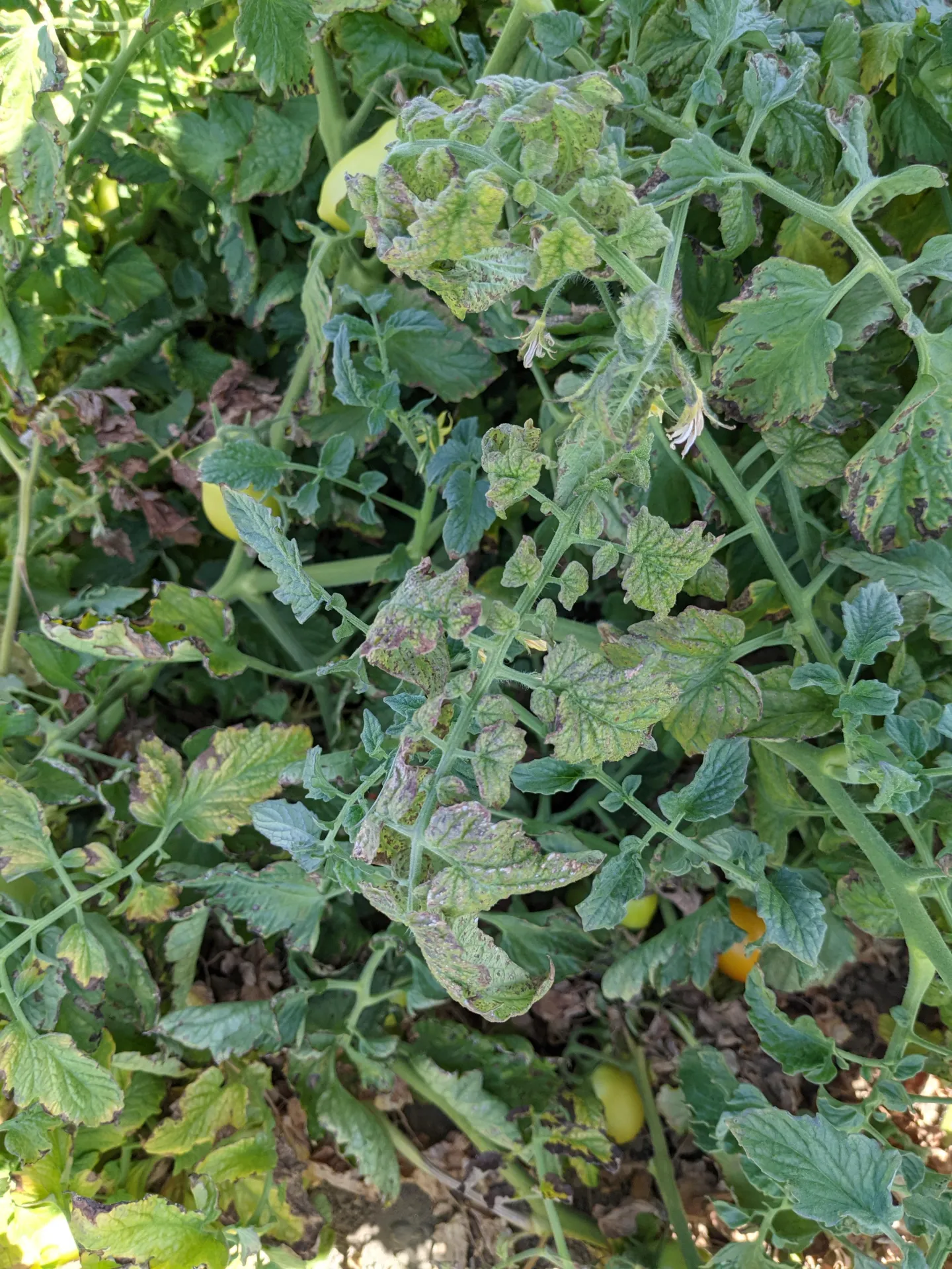 Falciforme on tomato