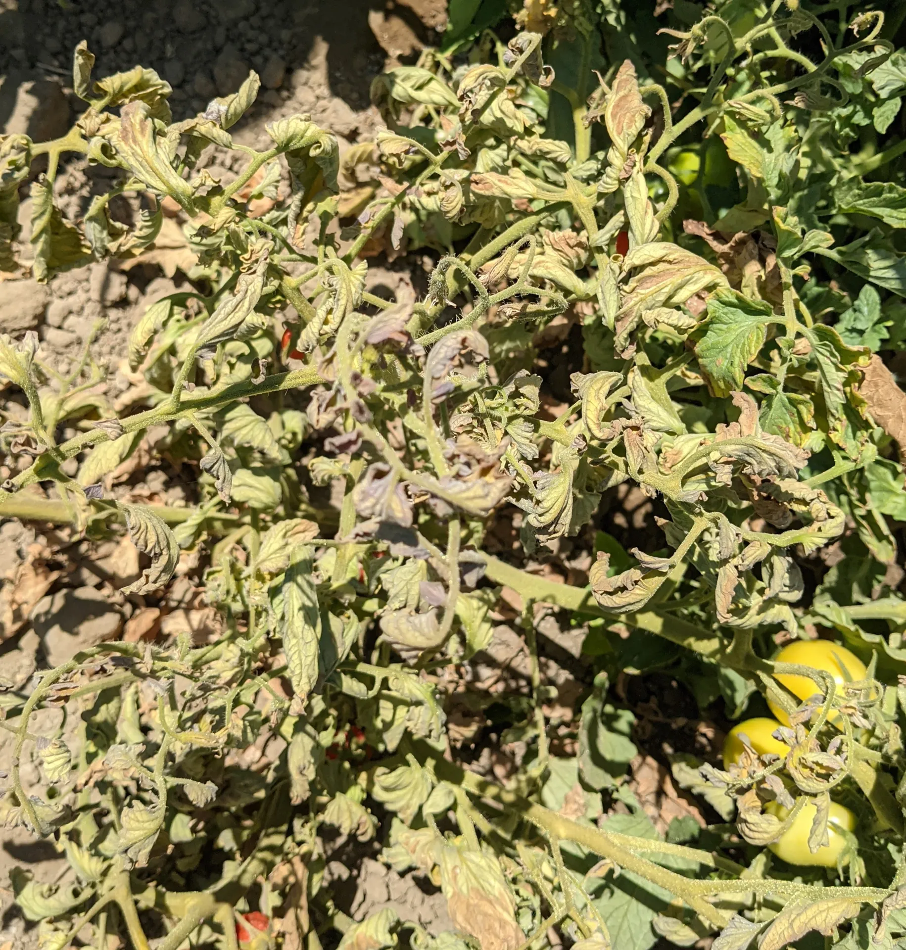 Beet curly top virus on tomato