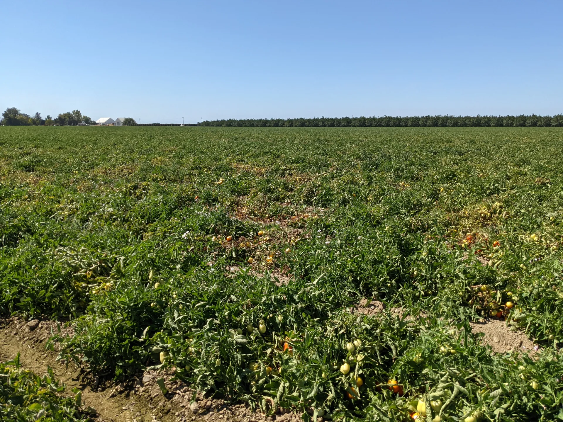 Tomato field with F. falciforme