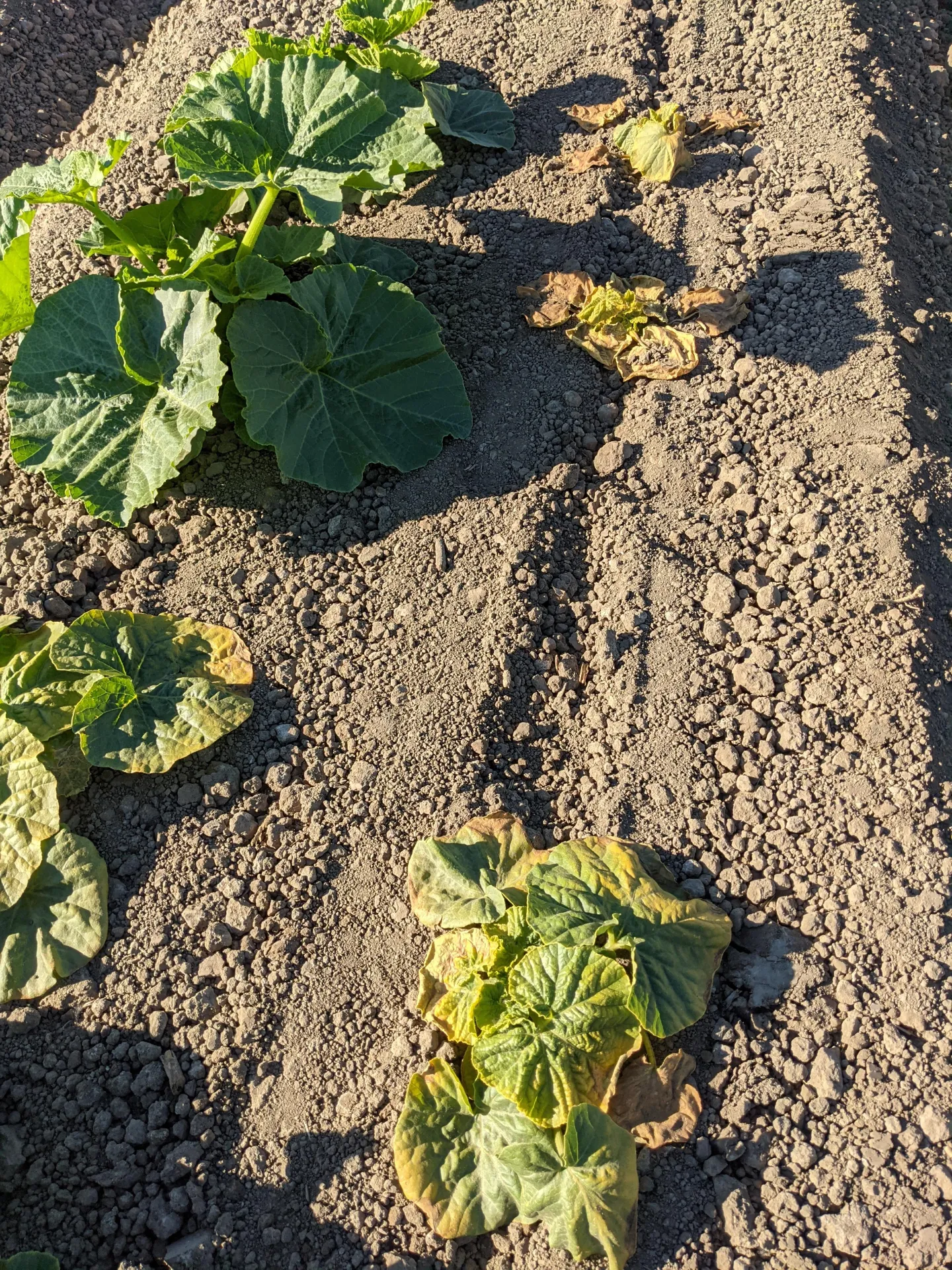 Squash field with beet curly top