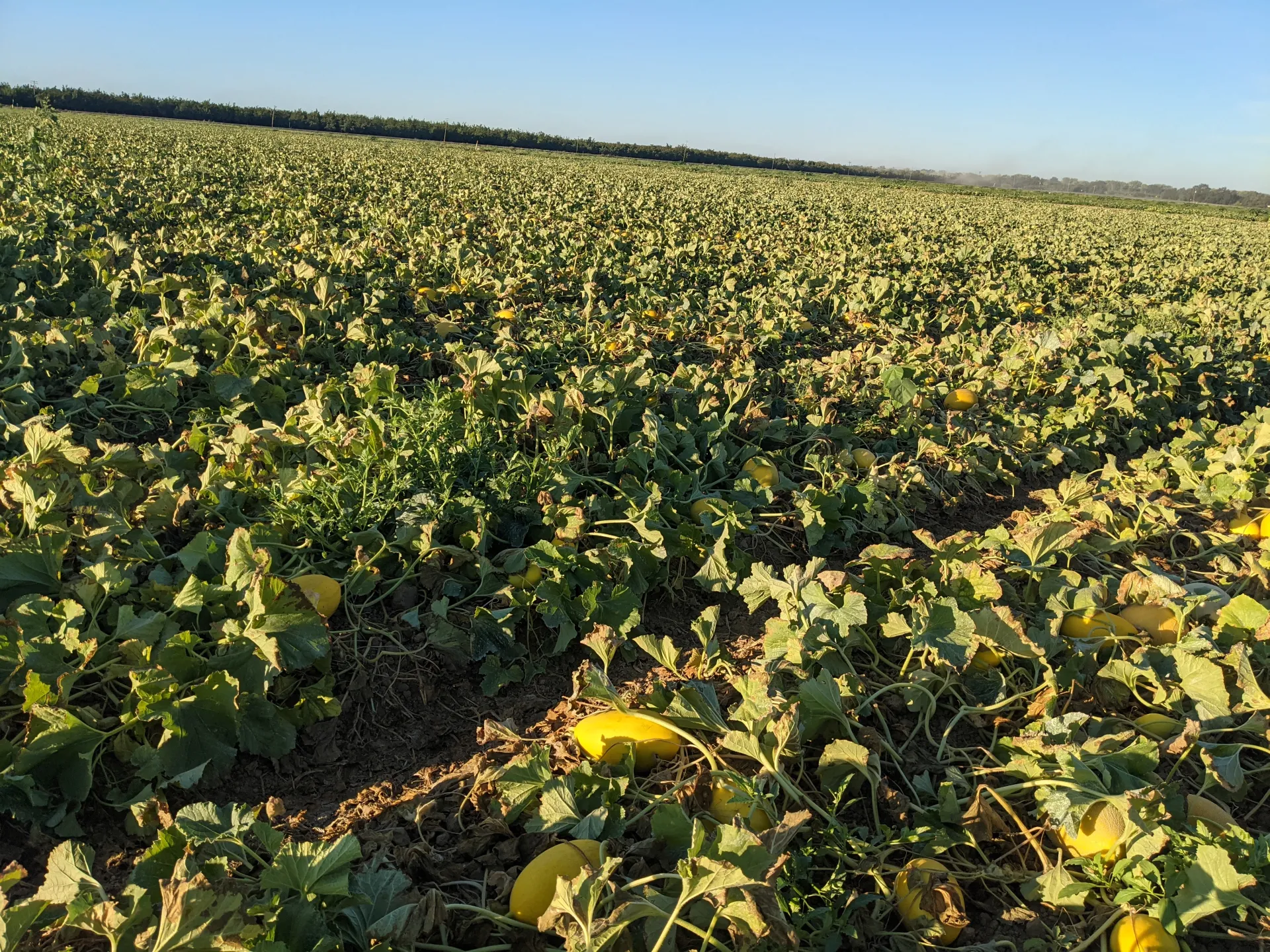 Vine decline in melon field