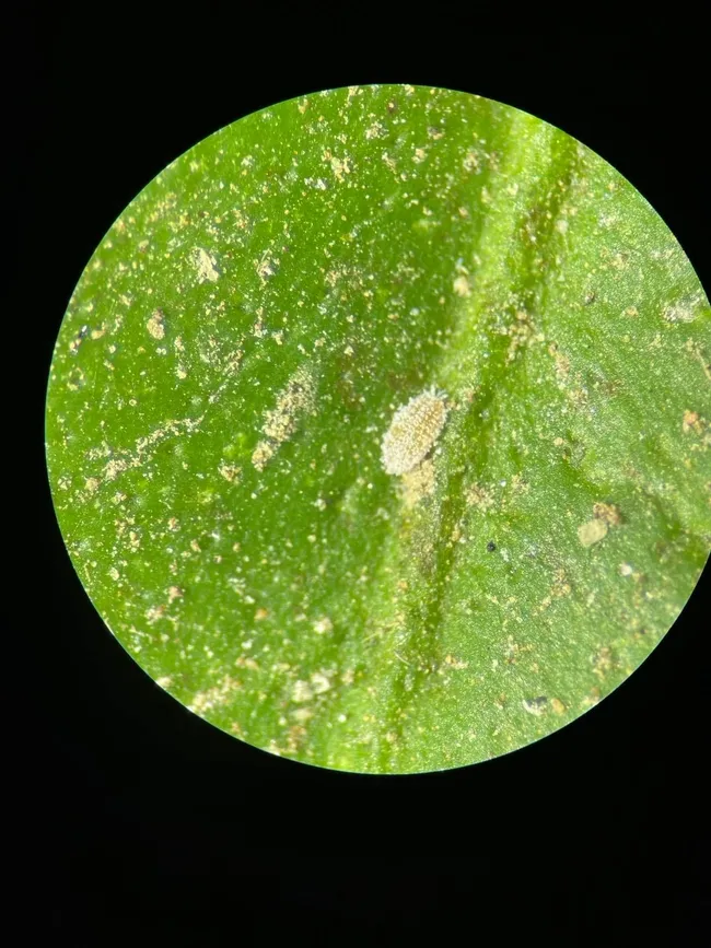 First instar along the midrib