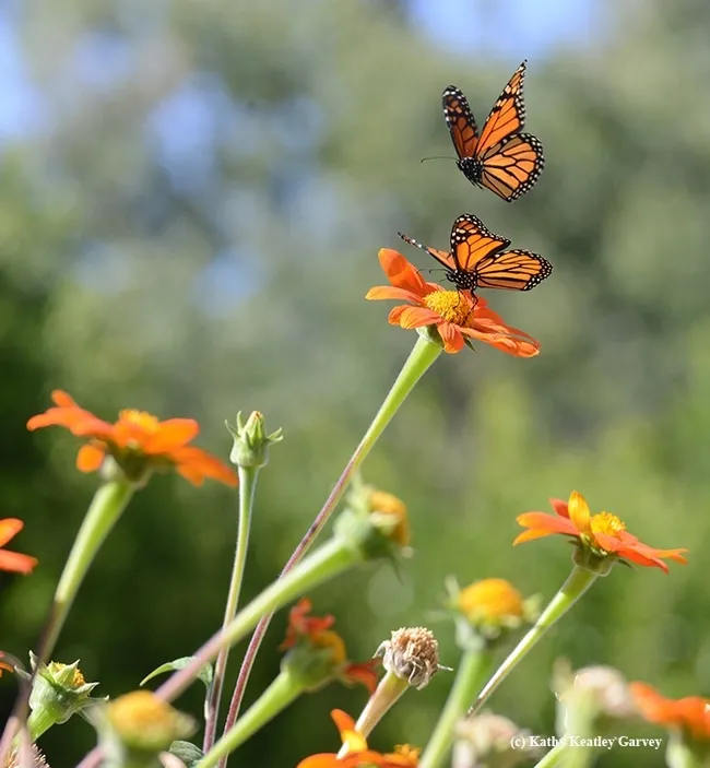Third in a series of photos taken in 2016: Two monarchs interacting in a Tithonia patch. (Photo by Kathy Keatley Garvey)