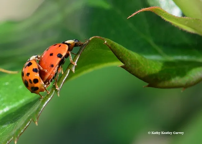 Lady beetles, aka ladybugs, keeping busy. (Photo by Kathy Keatley Garvey)