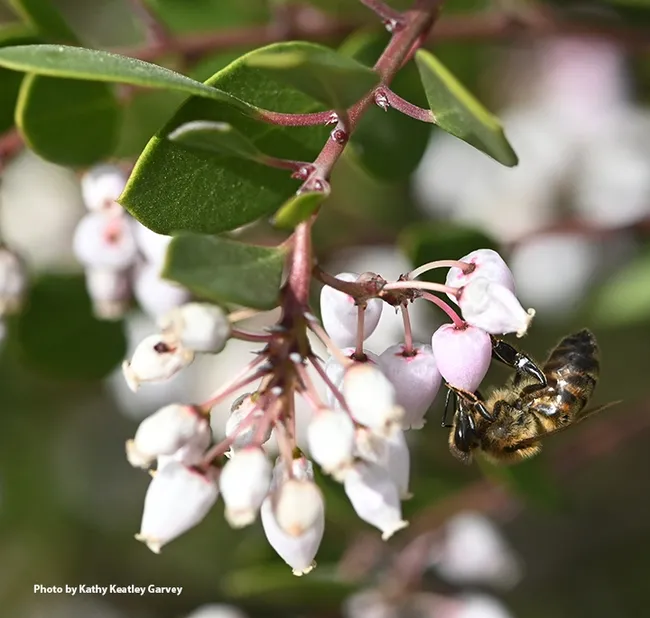A honey bee forages on a manzanita "Howard McMinn" Arctostaphylos in the UC Davis Bee Haven. (Photo by Kathy Keatley Garvey)