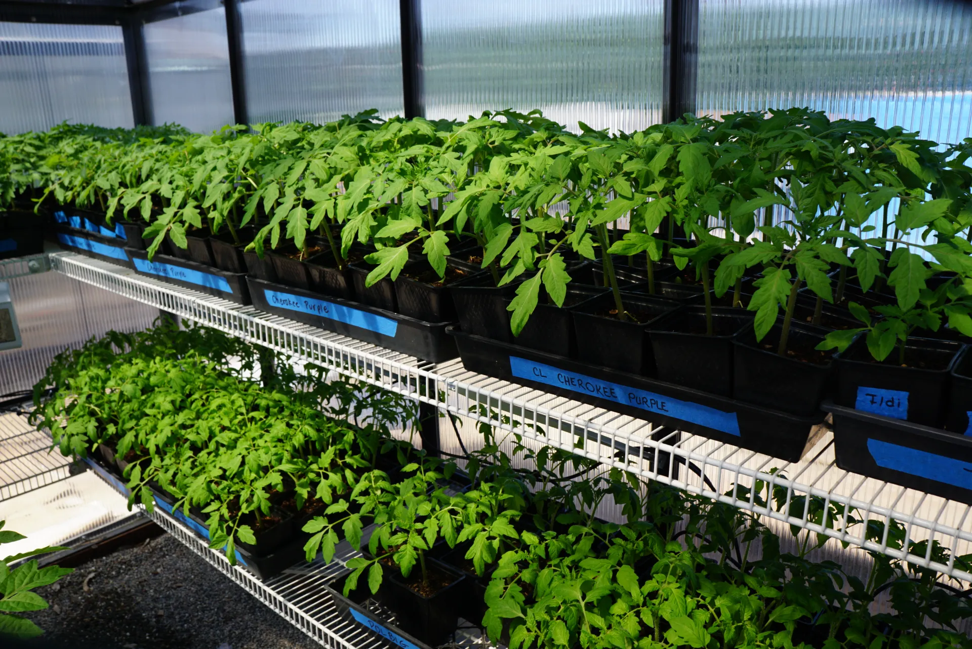Tomato seedlings - ready for the Spring Garden Market.